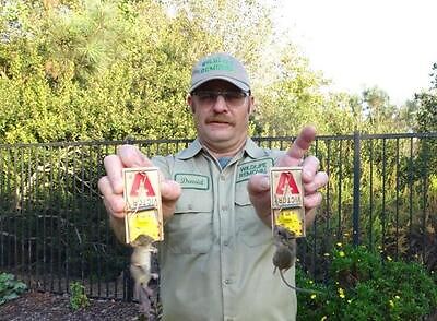 Winston Salem rodent trapping